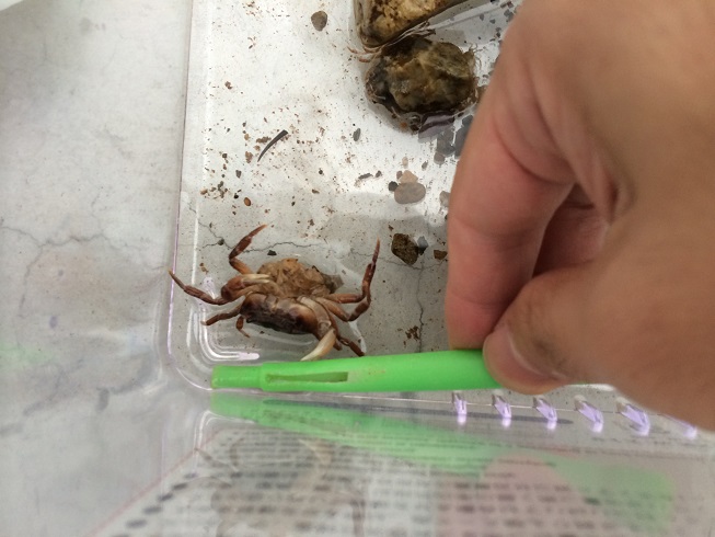 サワガニを飼う方法 餌や水槽 水替えや水温等