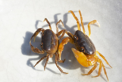 サワガニの安全で美味しい食べ方