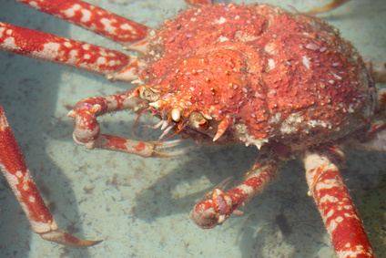 タカアシガニの味や特徴 一般に出回り辛い理由